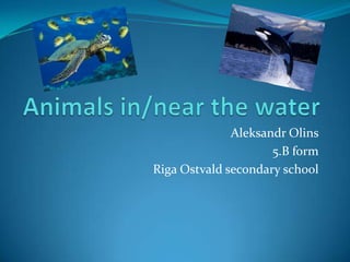 Aleksandr Olins
5.B form
Riga Ostvald secondary school

 