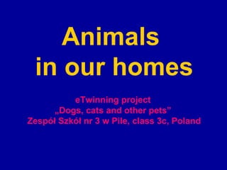 Animals
 in our homes
          eTwinning project
      „Dogs, cats and other pets”
Zespół Szkół nr 3 w Pile, class 3c, Poland
 