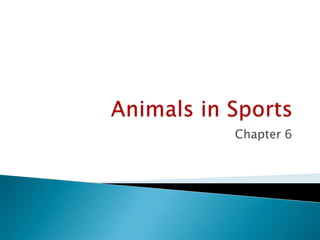 Animals in Sports Chapter 6 
