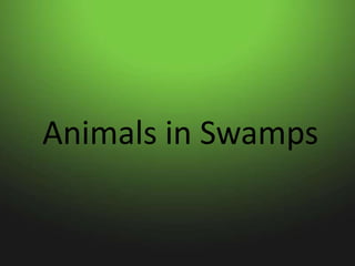 Animals in Swamps
 