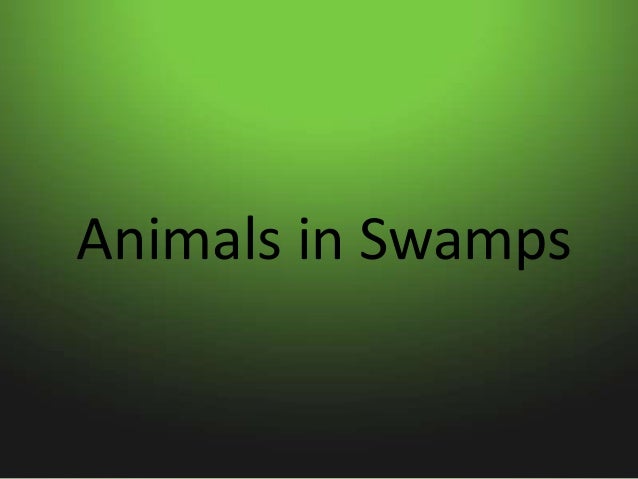 Animals in swamps Slide 1