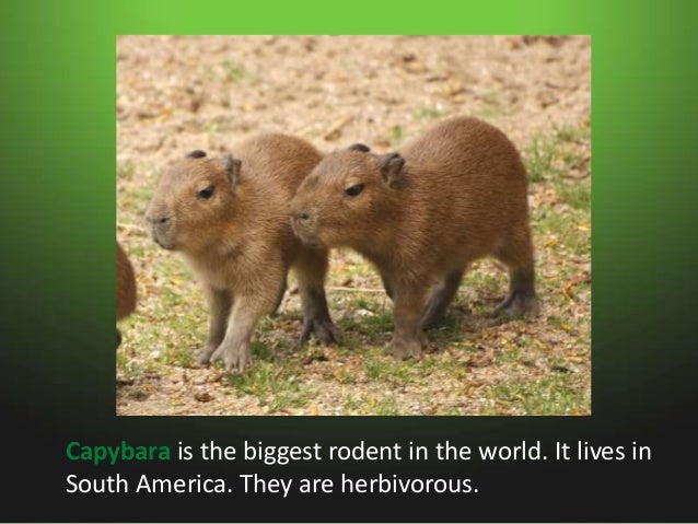 Animals in swamps Slide 10