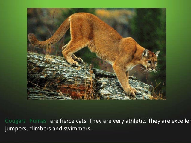 Animals in swamps Slide 11