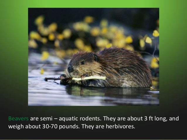 Animals in swamps Slide 12