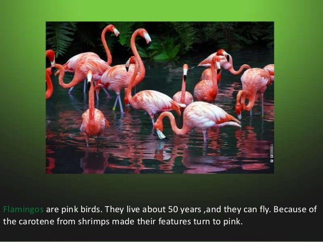 Animals in swamps Slide 13