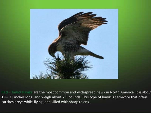 Animals in swamps Slide 14