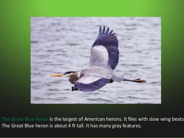 Animals in swamps Slide 15