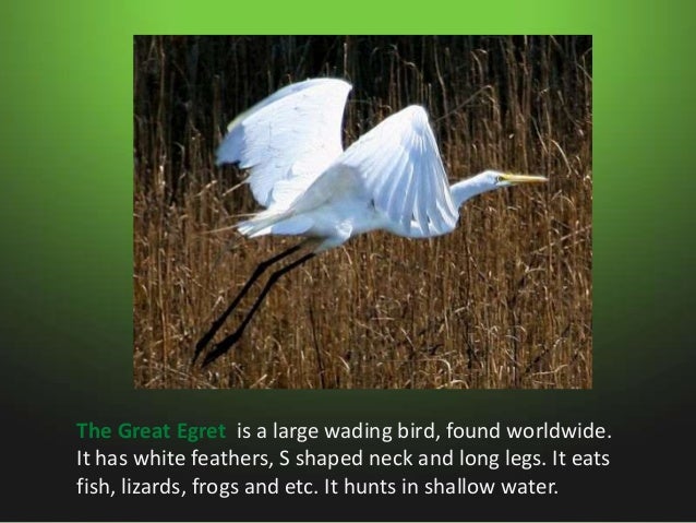 Animals in swamps Slide 16