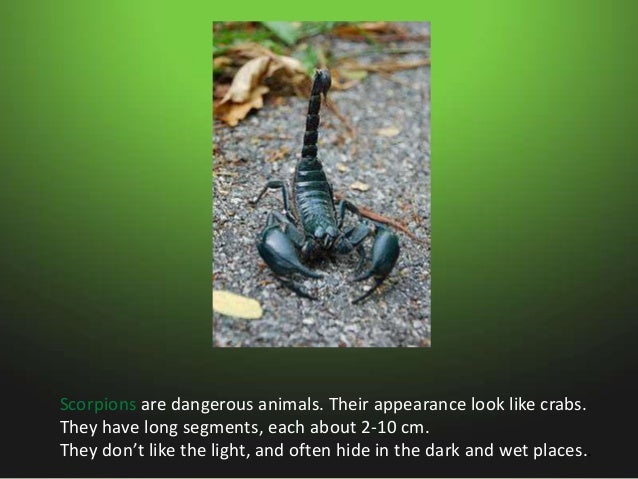 Animals in swamps Slide 17