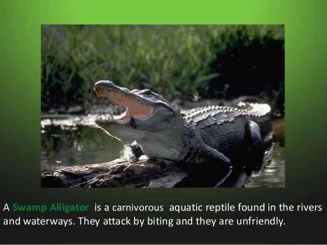 Animals in swamps Slide 2