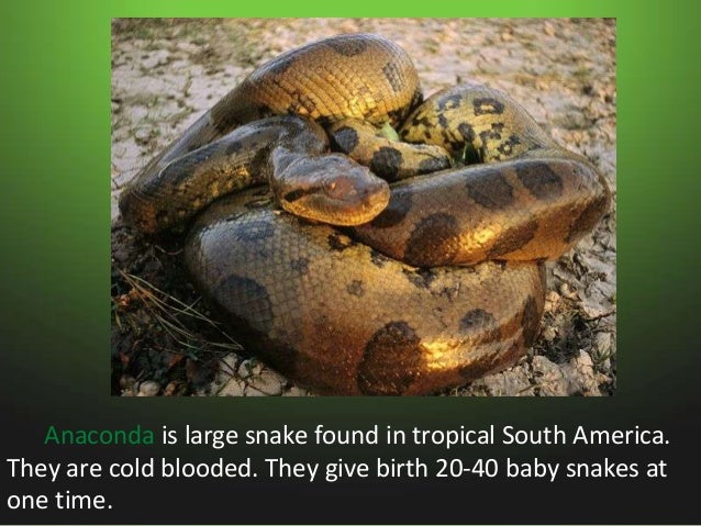 Animals in swamps Slide 3