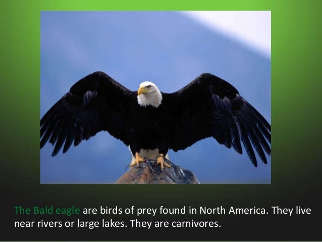 Animals in swamps Slide 4