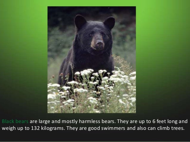 Animals in swamps Slide 5