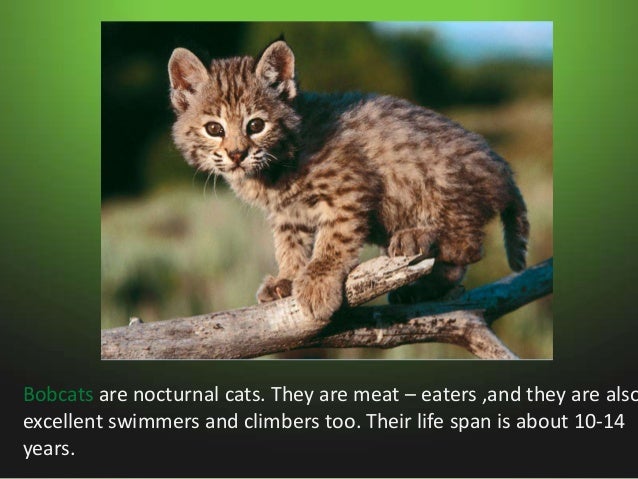 Animals in swamps Slide 6
