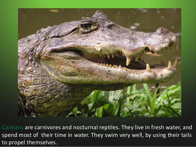 Animals in swamps Slide 7