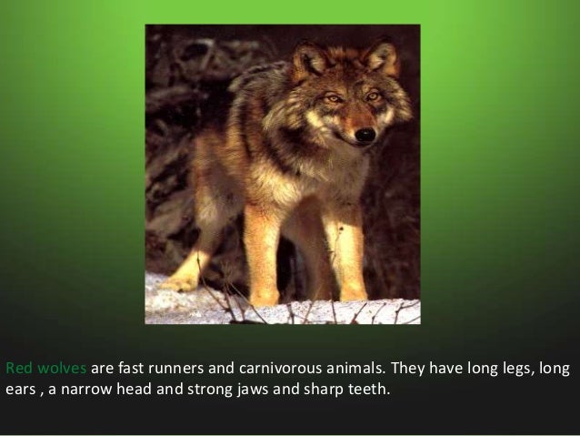 Animals in swamps Slide 8