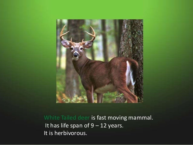 Animals in swamps Slide 9