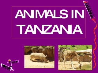 ANIMALS IN  TANZANIA 