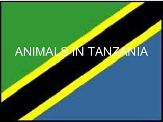 ANIMALS IN TANZANIA
 