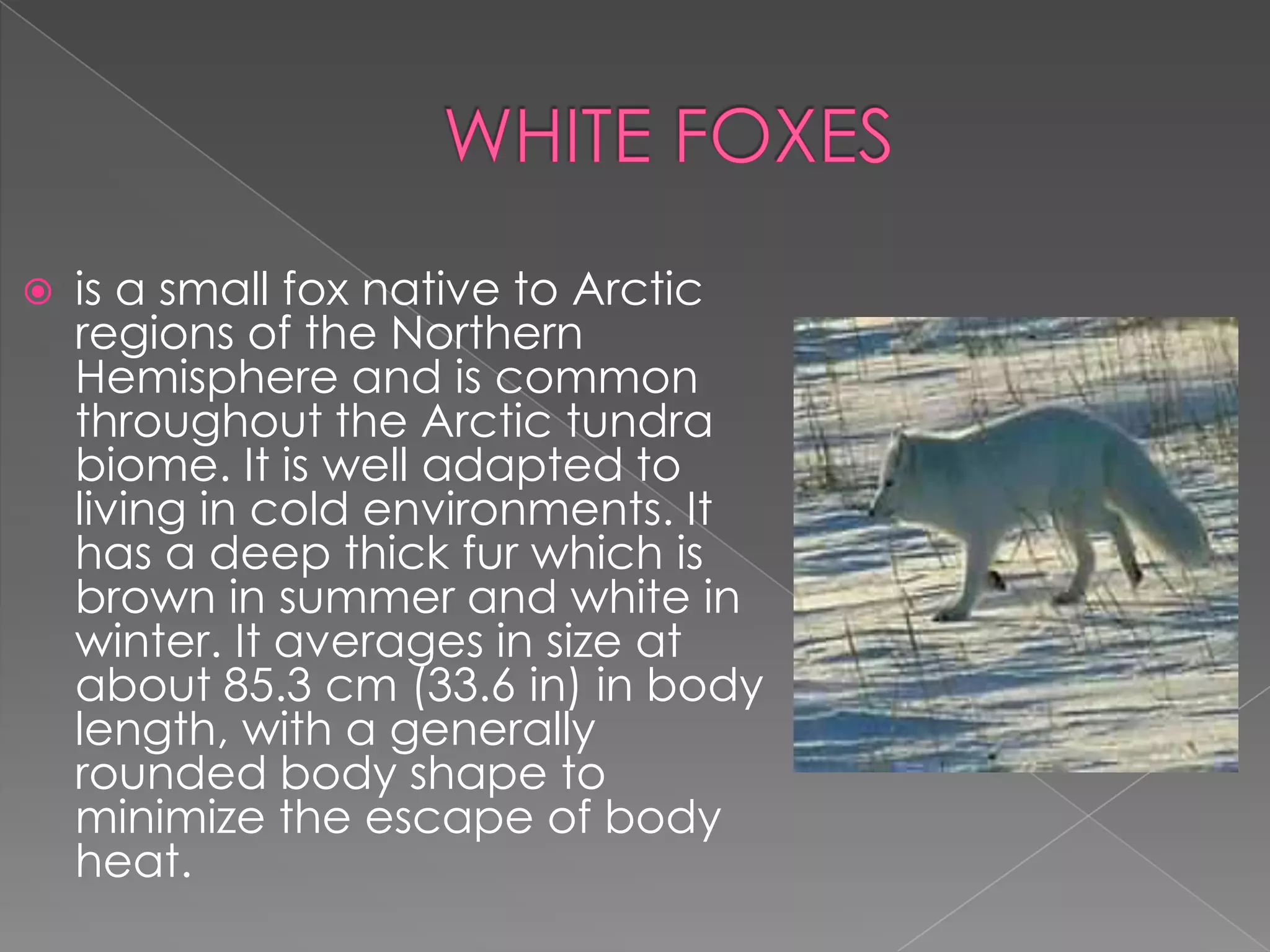 Animals in the polar region | PPTX