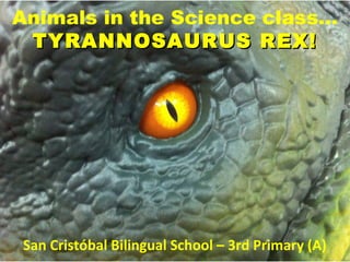 Animals in the Science class…
TYRANNOSAURUS REX!

San Cristóbal Bilingual School – 3rd Primary (A)

 