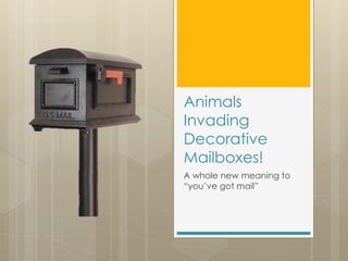 Animals
Invading
Decorative
Mailboxes!
A whole new meaning to
“you’ve got mail”
 