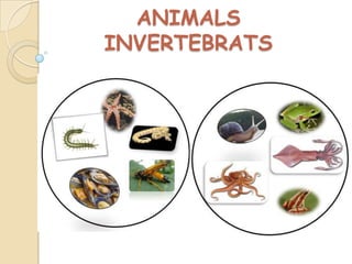 ANIMALS
INVERTEBRATS

 