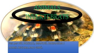 ANIMALS
INVERTEBRATS
 
