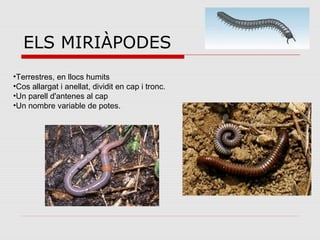 ELS MIRIÀPODES
•Terrestres, en llocs humits
•Cos allargat i anellat, dividit en cap i tronc.
•Un parell d'antenes al cap
•Un nombre variable de potes.
 