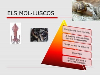 ELS MOL·LUSCOS
 