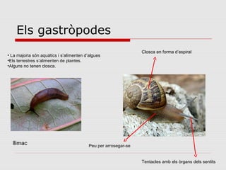 Els gastròpodes
Closca en forma d’espiral
Peu per arrosegar-se
Tentacles amb els òrgans dels sentits
• La majoria són aquàtics i s’alimenten d’algues
•Els terrestres s’alimenten de plantes.
•Alguns no tenen closca.
llimac
 