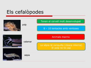 Els cefalòpodes
polp
calamar
sèpia
Tenen el cervell molt desenvolupat
8 – 10 tentacles amb ventoses
Animals marins
La sèpia té conquilla (closca interna)
El polp no te cap
 