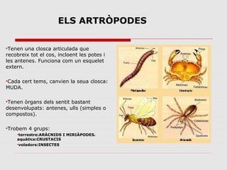 ELS ARTRÒPODES
•Tenen una closca articulada que
recobreix tot el cos, incloent les potes i
les antenes. Funciona com un esquelet
extern.
•Cada cert tems, canvien la seua closca:
MUDA.
•Tenen òrgans dels sentit bastant
desenvolupats: antenes, ulls (simples o
compostos).
•Trobem 4 grups:
•terrestre:ARÀCNIDS I MIRIÀPODES.
aquàtics:CRUSTACIS
•voladors:INSECTES
 