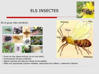 ELS INSECTES
És el grup més nombrós
• Viuen en tota classe de llocs (no en mar obert).
• Consumeixen tot tipus d’aliment.
• Alguns insectes són útils per l’esser humà (abella)
• Altres són perjudicials (causen malalties, destrueixen les collites o deterioren l’aliment.
 