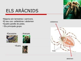 ELS ARÀCNIDS
•Majoria són terrestres i carnívors.
•El seu cos: cefalotòrax i abdomen
•Quatre parells de potes.
• Els principals grups:
•Escorpins . Aranyes
•Àcars
cefalotòrax
abdomen
 