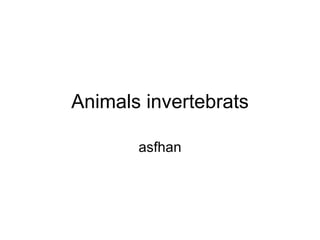 Animals invertebrats asfhan 