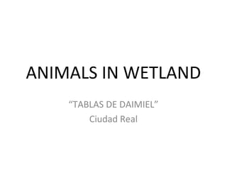 ANIMALS IN WETLAND
“TABLAS DE DAIMIEL”
Ciudad Real
 