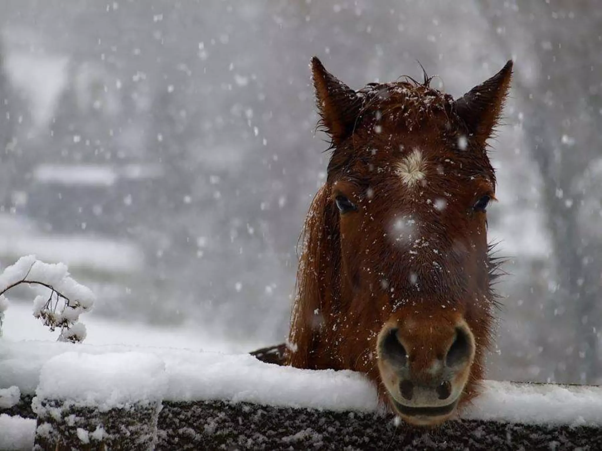 Animals in Winter