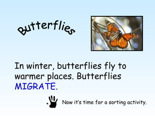 In winter, butterflies fly to
warmer places. Butterflies
MIGRATE.
            Now it’s time for a sorting activity.
 