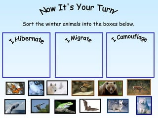 Sort the winter animals into the boxes below.
 