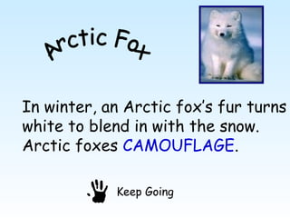 In winter, an Arctic fox’s fur turns
white to blend in with the snow.
Arctic foxes CAMOUFLAGE.

            Keep Going
 