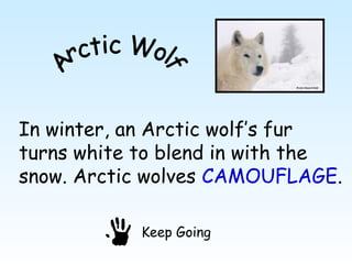 In winter, an Arctic wolf’s fur
turns white to blend in with the
snow. Arctic wolves CAMOUFLAGE.

            Keep Going
 