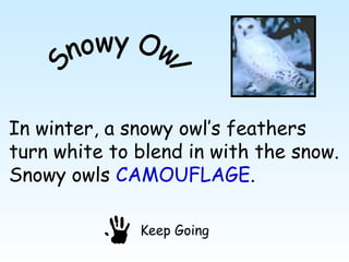 In winter, a snowy owl’s feathers
turn white to blend in with the snow.
Snowy owls CAMOUFLAGE.

              Keep Going
 