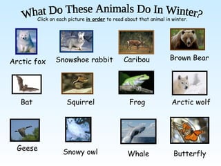 Click on each picture in order to read about that animal in winter.




                 Snowshoe rabbit               Caribou              Brown Bear
Arctic fox




   Bat                Squirrel                    Frog              Arctic wolf




  Geese             Snowy owl                    Whale               Butterfly
 