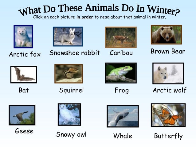 Animals in winter