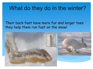 Grade 1 - animals in winter
