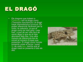 EL DRAGÓ Els dragons que trobem a  Catalunya  són el dragó comú ( Tarentola mauritanica ) i el dragó rosat ( Hemidactylus turcicus ). Es poden diferenciar fàcilment per la mida i la coloració, ja que el dragó comú és més gran i més fosc, a part de ser més fàcil de veure degut a que és el més abundant dels dos. Una altre manera de diferenciar-los és mirant el número d’urpes que presenten. El dragó comú només presenta urpes al tercer i quart  dit  de cada  peu , mentre que el dragó rosat en presenta a tots els dits.  