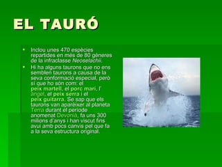 EL TAURÓ Inclou unes 470 espècies repartides en més de 80 gèneres de la infraclasse  Neoselachii . Hi ha alguns taurons que no ens semblen taurons a causa de la seva conformació especial, però sí que ho són com: el  peix martell , el  porc marí , l’ àngel , el  peix serra  i el  peix guitarra . Se sap que els taurons van aparèixer al planeta  Terra  durant el període anomenat  Devonià , fa uns 300 milions d’anys i han viscut fins avui amb pocs canvis pel que fa a la seva estructura original. 