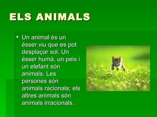 ELS ANIMALS Un animal és un ésser viu que es pot desplaçar sol. Un ésser humà, un peix i un elefant són animals. Les persones són animals racionals; els altres animals són animals irracionals.  