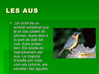 LES AUS   Un ocell és un animal vertebrat que té el cos cobert de plomes, dues ales a la part de dalt del cos, dues potes i bec. Els ocells es reprodueixen per ous. La majoria d'ocells pot volar, com els coloms, els pardals i les àguiles. 